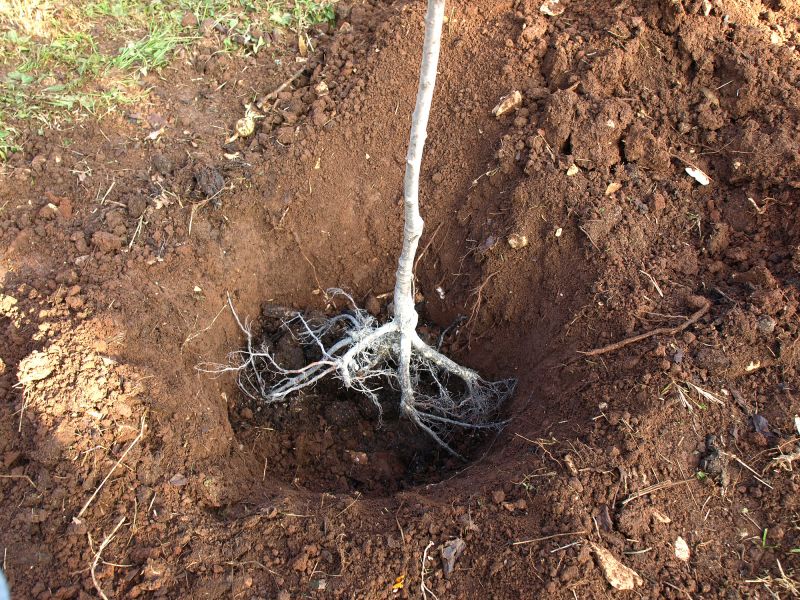 Detection of Tree Root Intrusions
